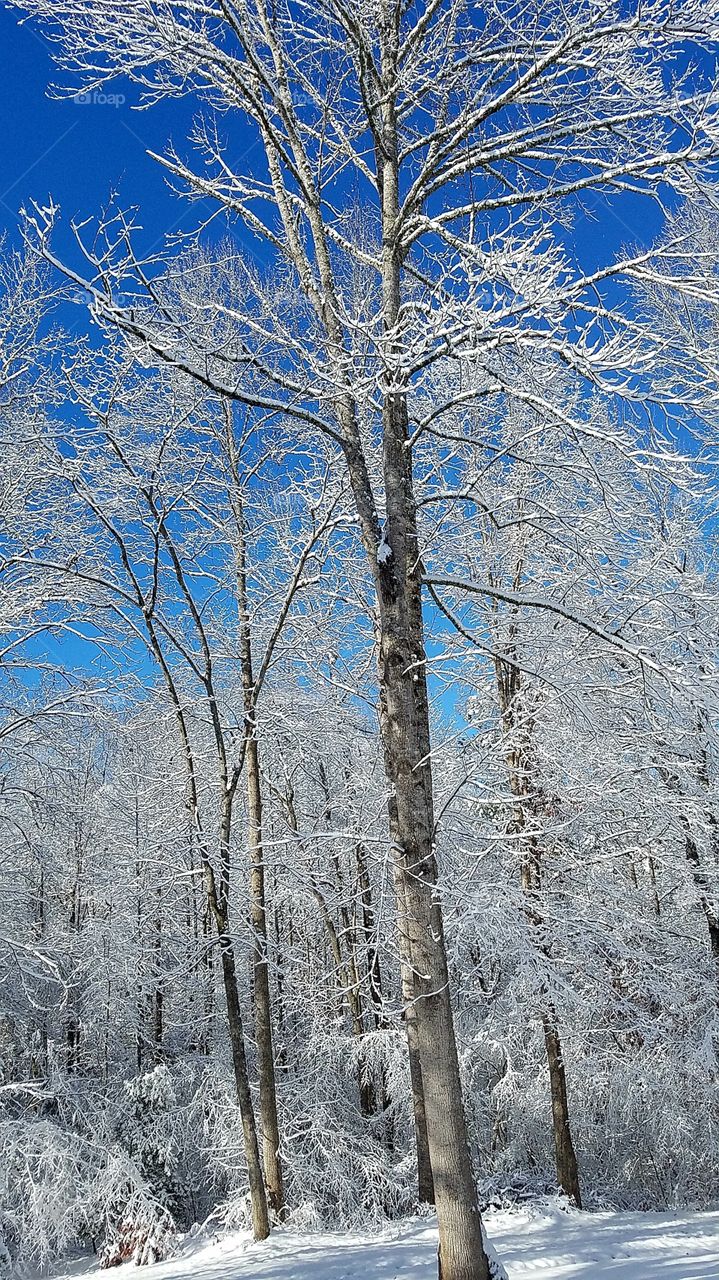 blue sky with snowy trees