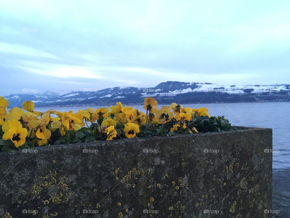 First hint of spring... Yellow flowers - and snow on the Mountains 