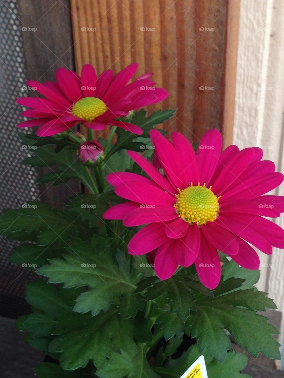 flowers ready to be planted