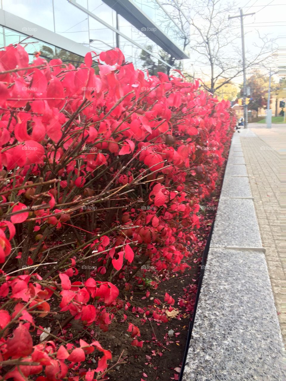 Red bushes in Toronto 