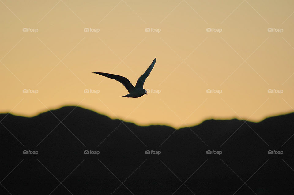 Closeup of seagull flying during sunset