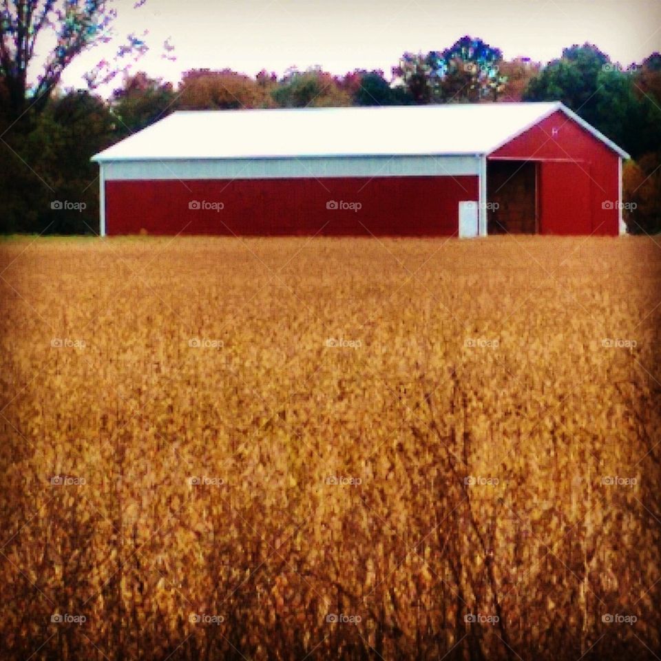 Red Barn 