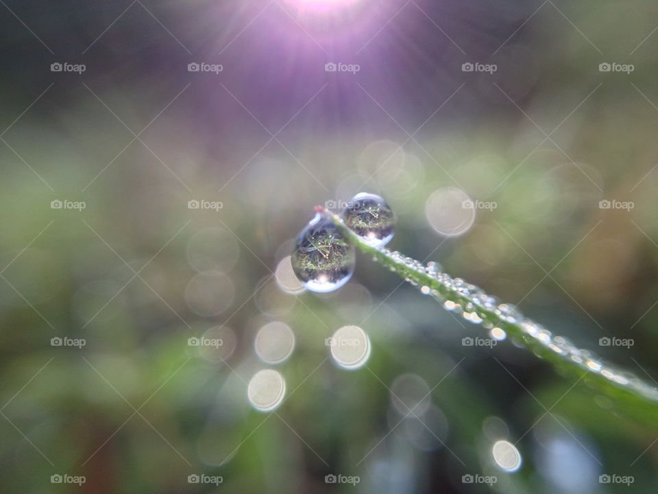 Close-up of wet plant