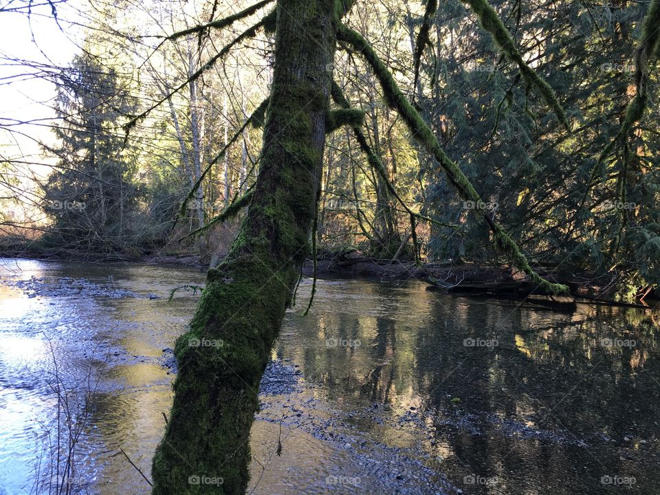 Goldstream National Park , B C