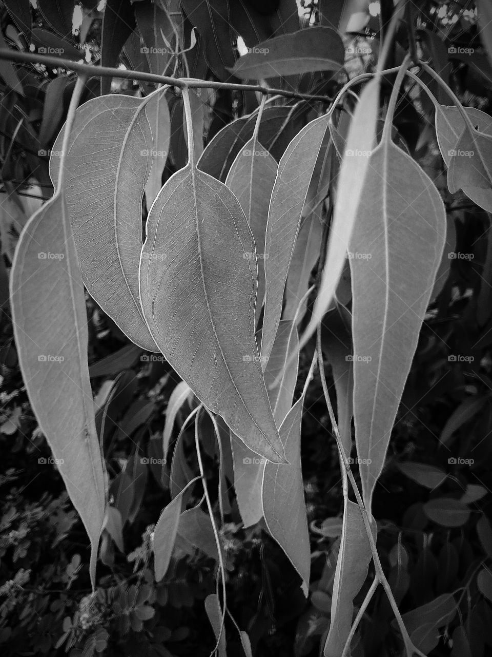Leaves with Black and White
