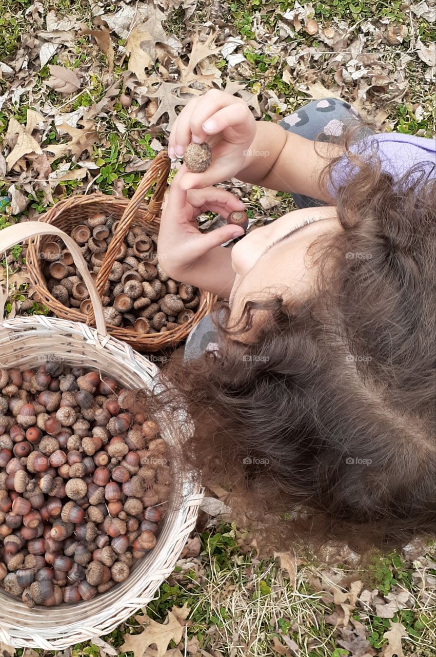 Acorn Collecting