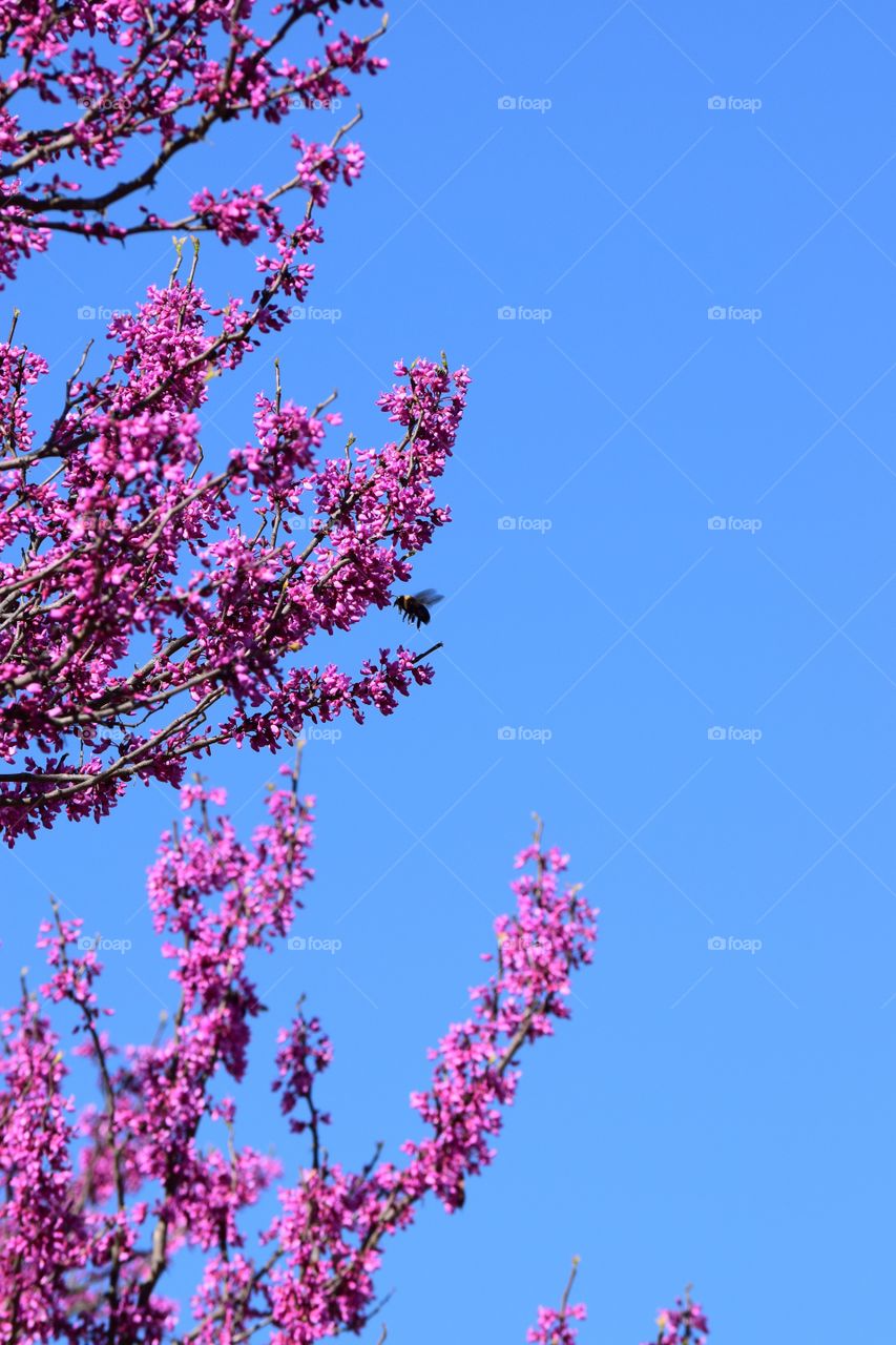 Pink flower blooming on tree