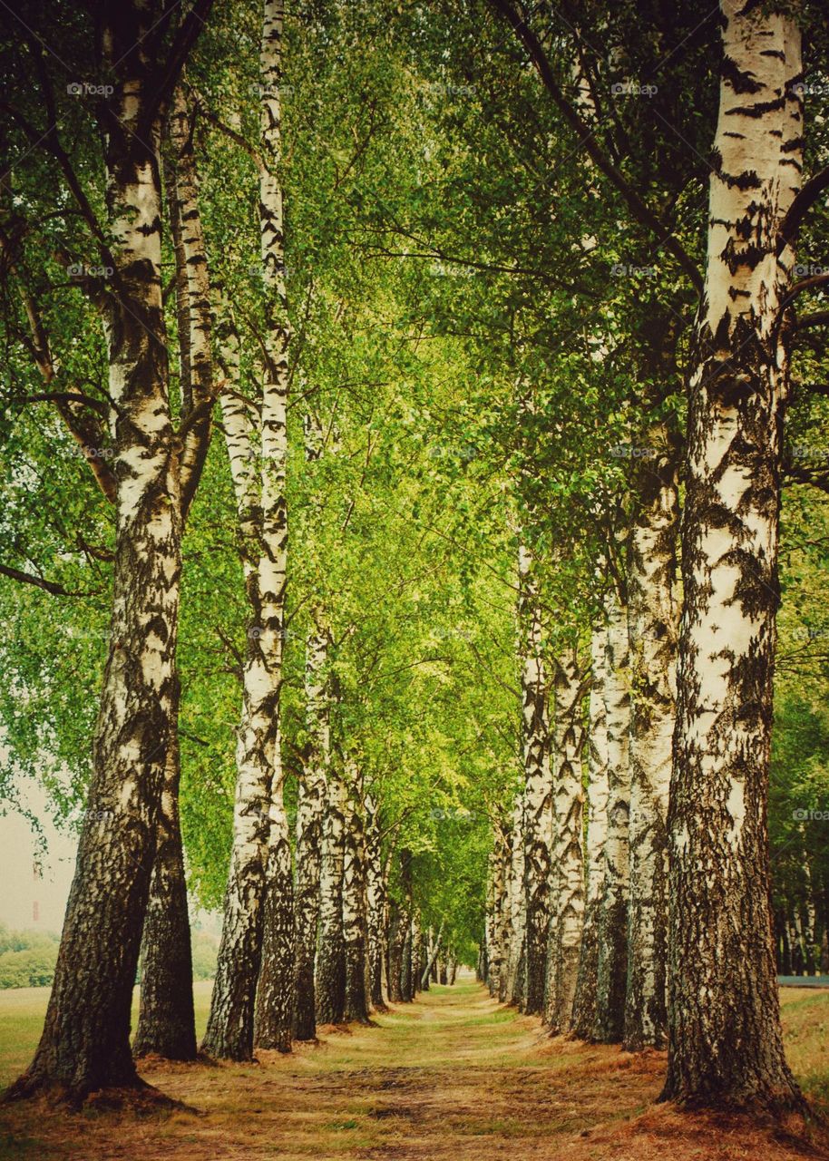 Беларусь. Лес. Берёзы