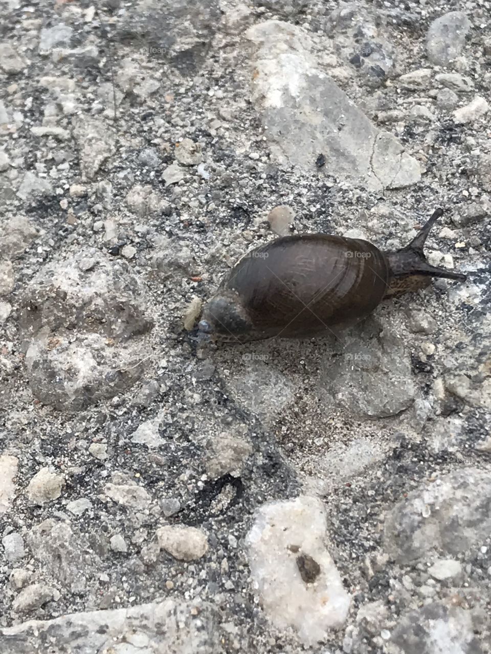 Cute little snail