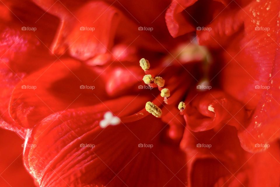 Macroof beautiful red bright Amaryllis flower stamen