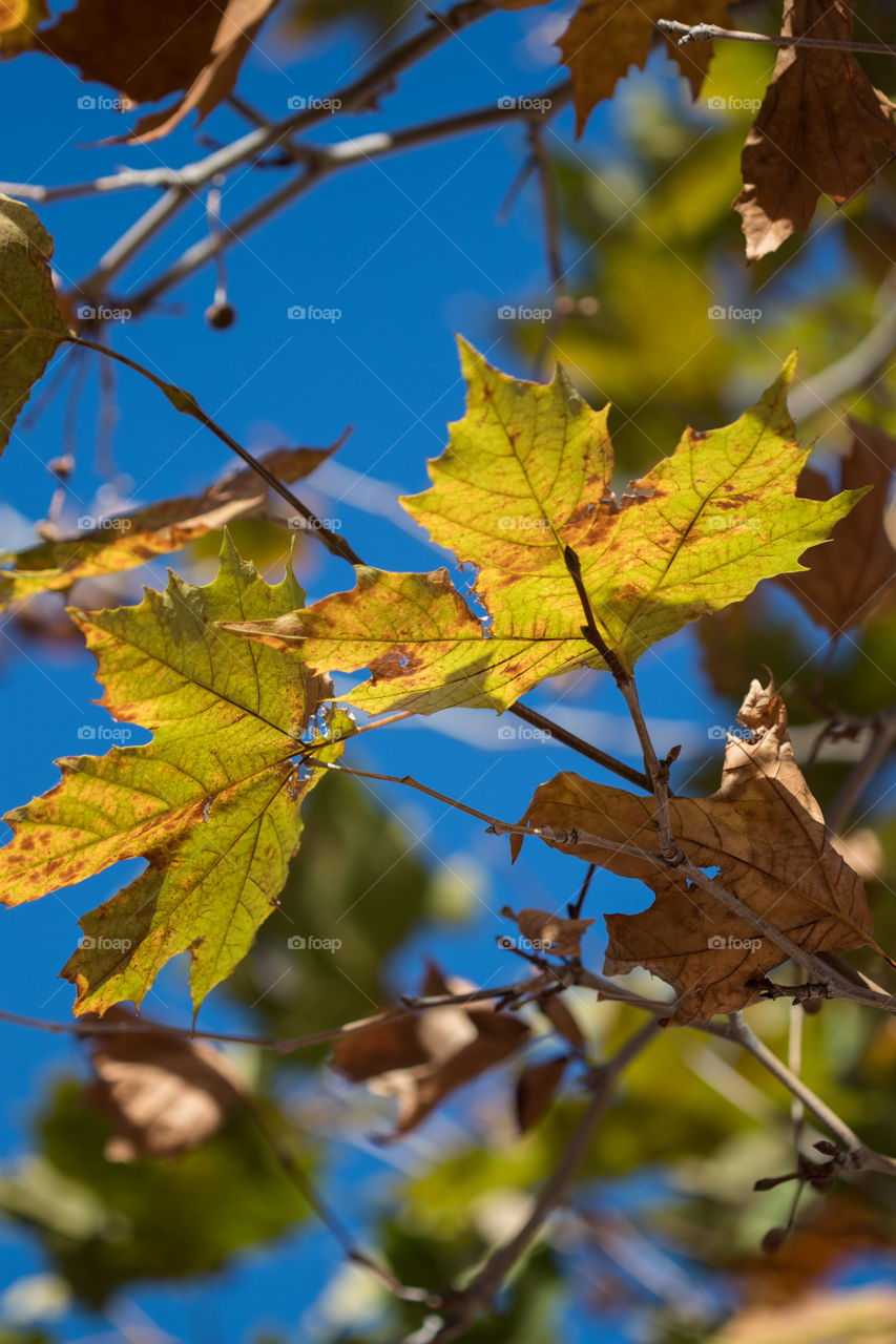 platan tree leafs through the sky