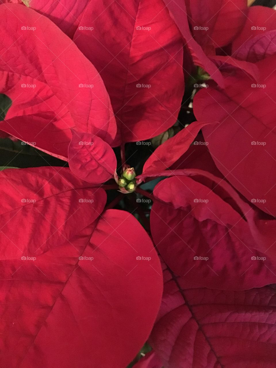 Poinsettia 