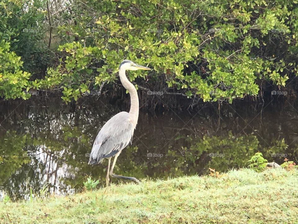 Caught this heron  heading out to Canaveral National Seashore 