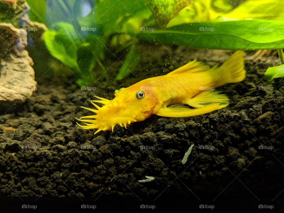 Albino Bristlenose Pleco exploring live planted freshwater aquarium