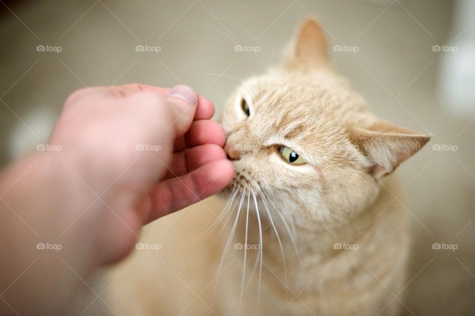 Cat sniffs hand