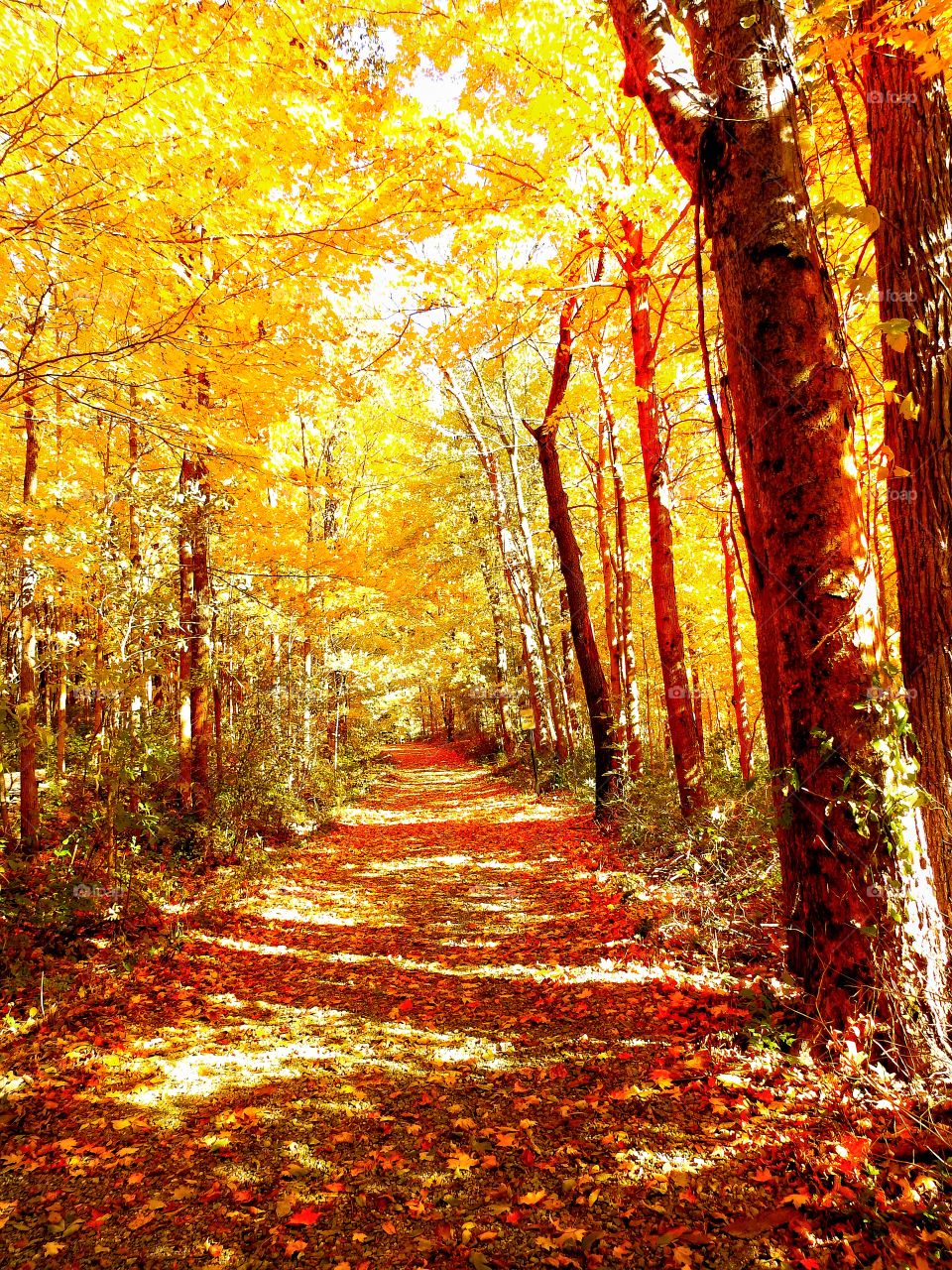 A beautiful fall day on a hike in the park in Indiana 