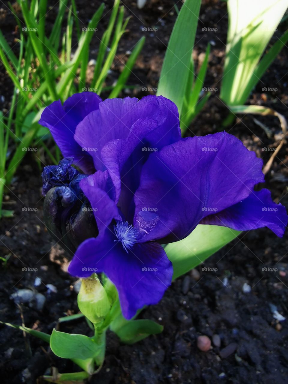 Forest day outdoor nature greens wild forest greens sky clouds moody
