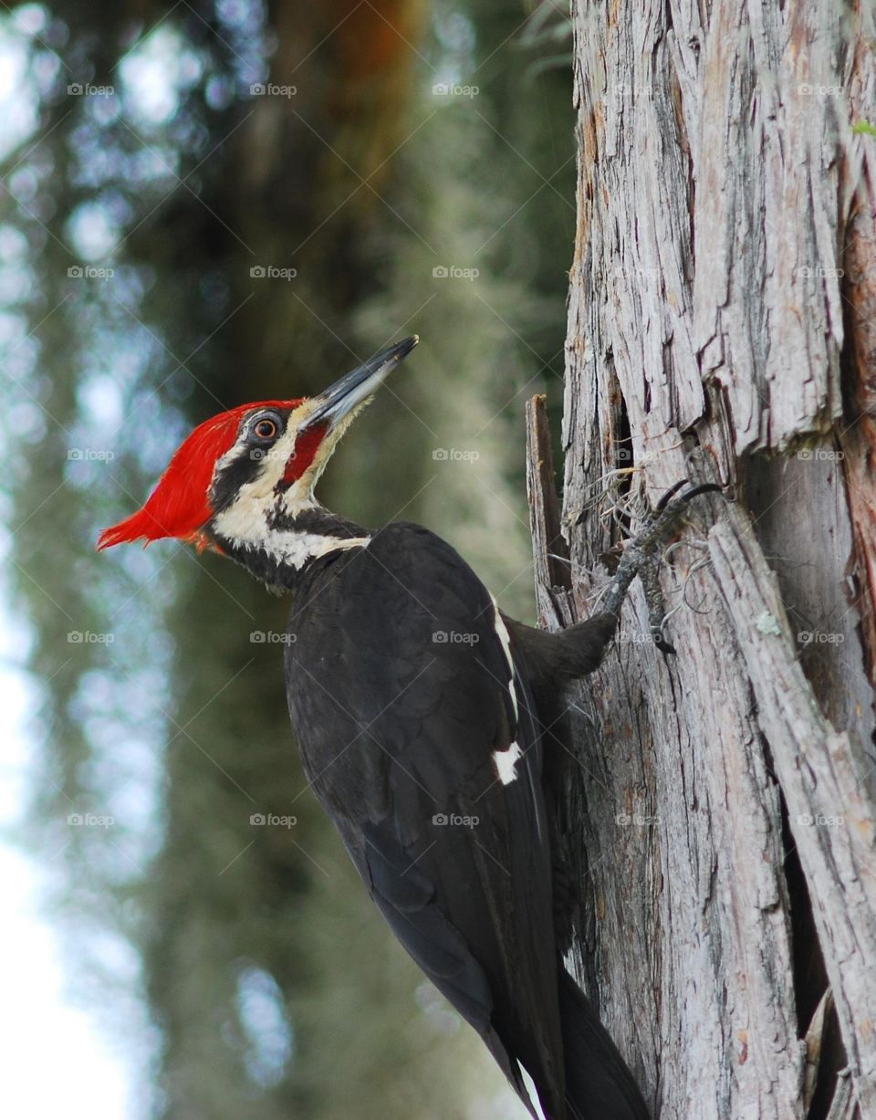 Pileated woodpecker, Fontainebleau State Park, La