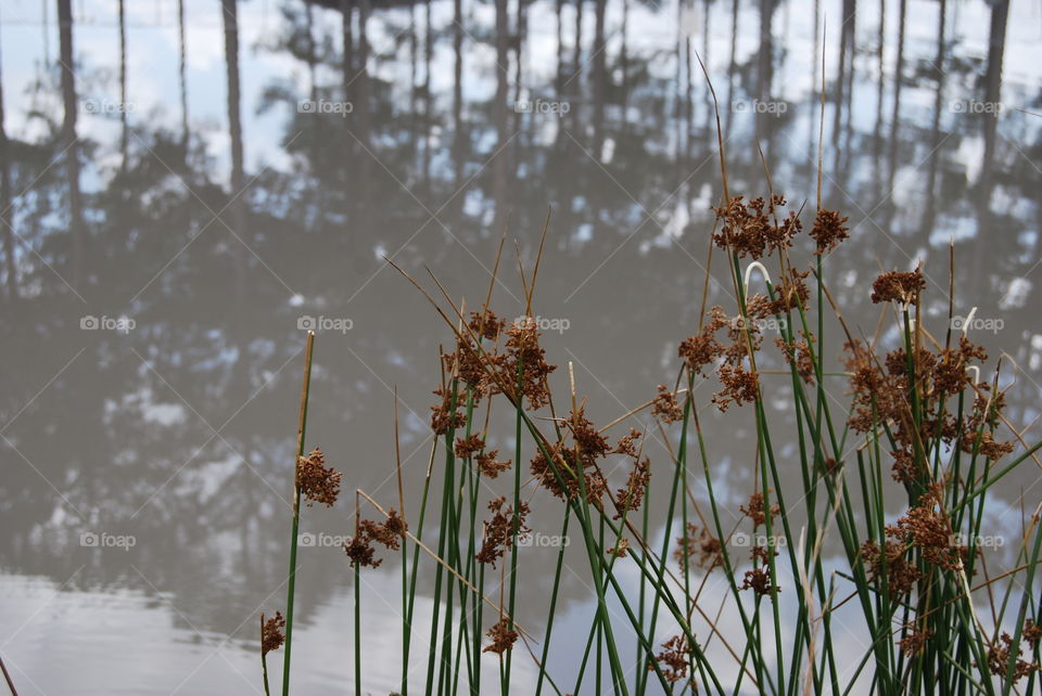 Close-up of dried flowers with lake