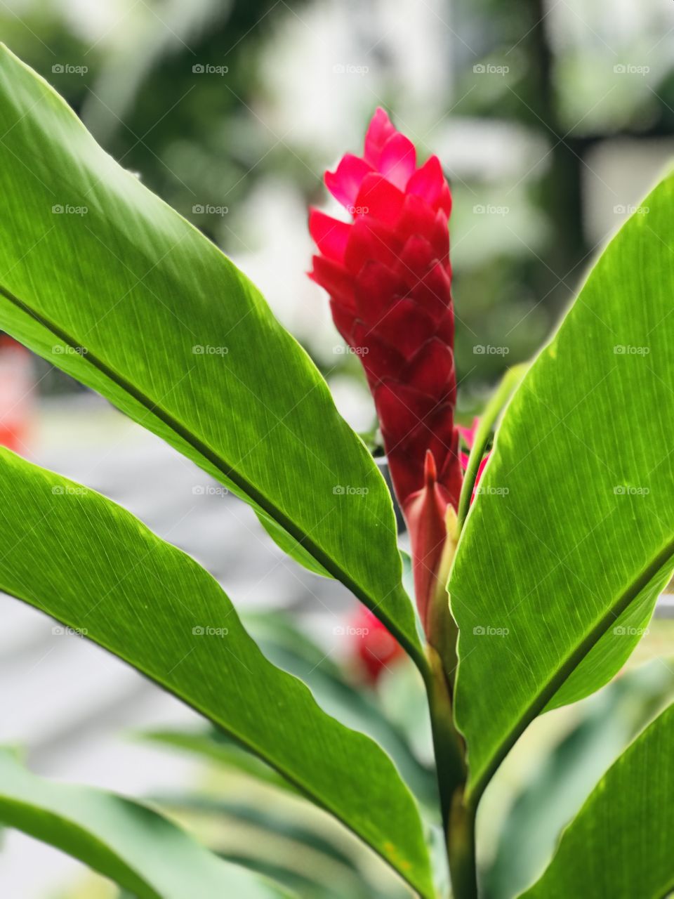 Morning Dew tropical flower with leafs