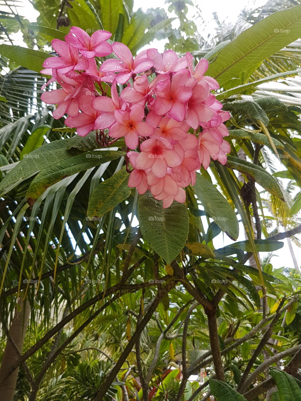 Beautiful wild tropical pink petal Plumeria flowers cluster on tree with lush green leaves, with blue and white sky and palm tree behind