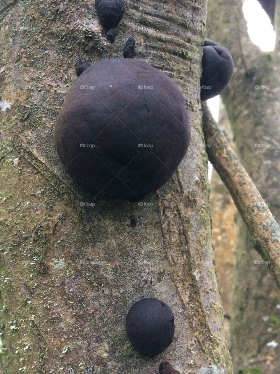 Large spheroid fungus on side of tree