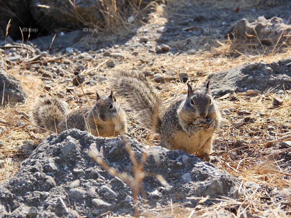 Squirrels