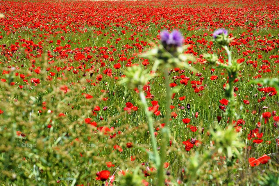 many red poppies in the field