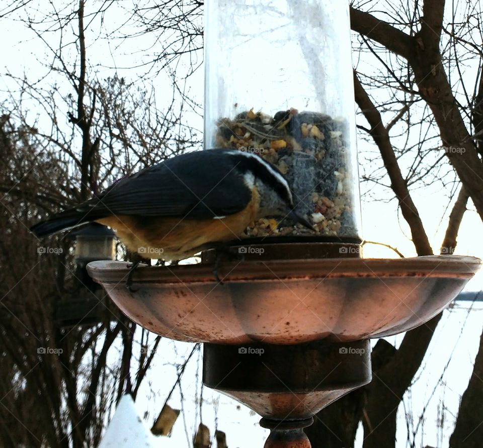 Nuthatch at bird feeder
