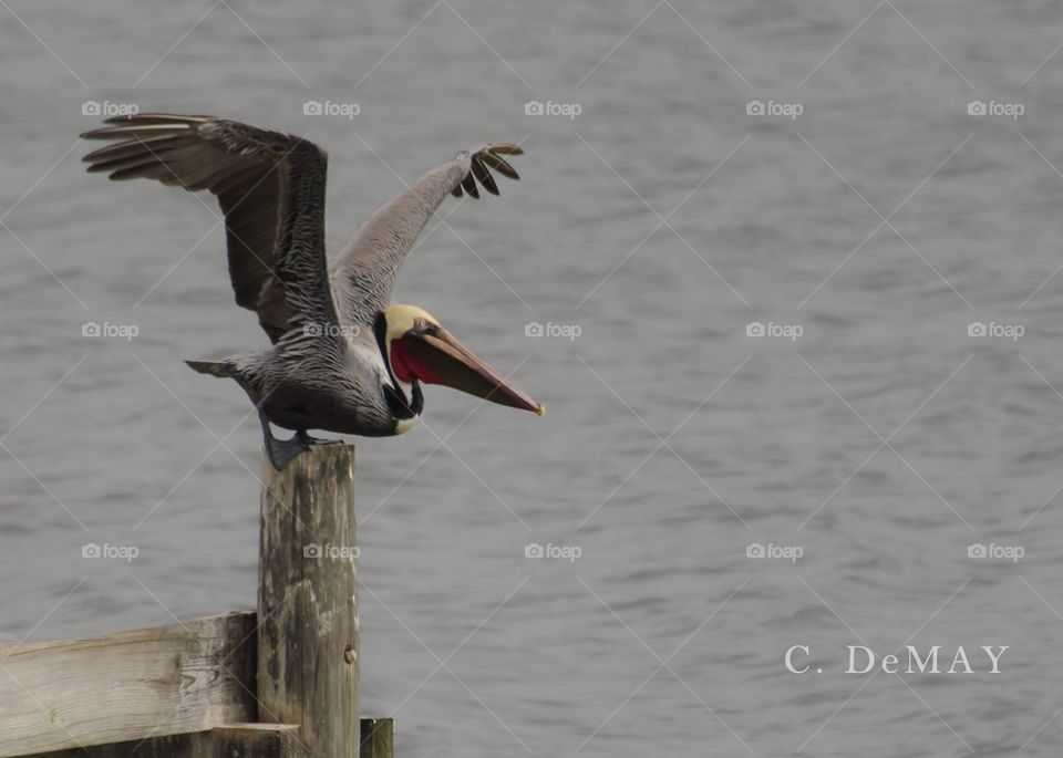 Bird, No Person, Wildlife, Outdoors, Water