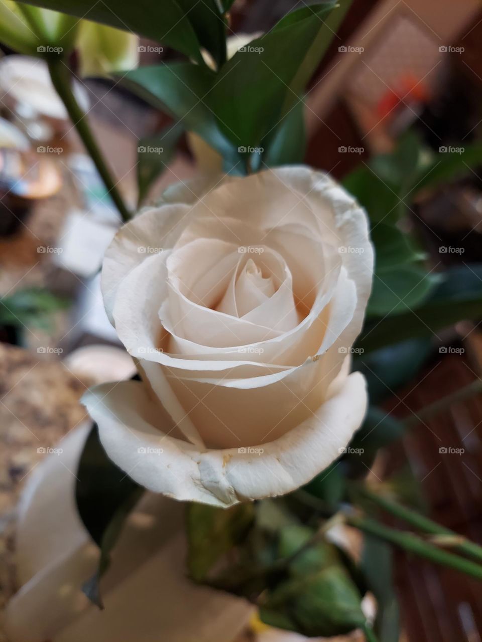 white rose