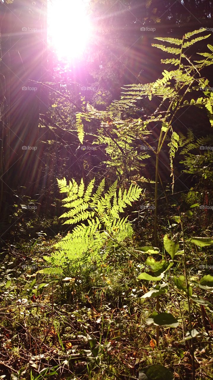 Fern in forest