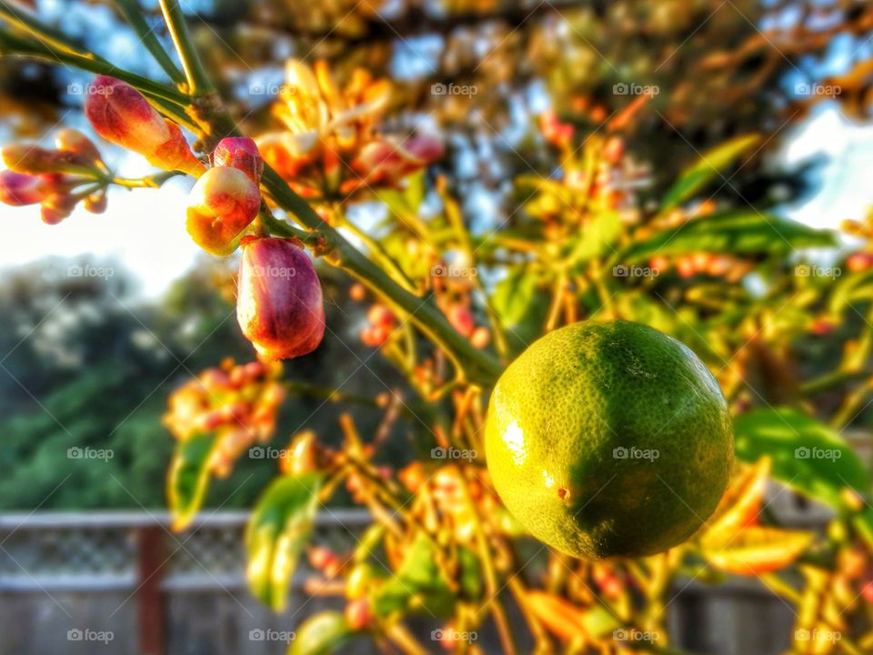 Lime tree in California garden