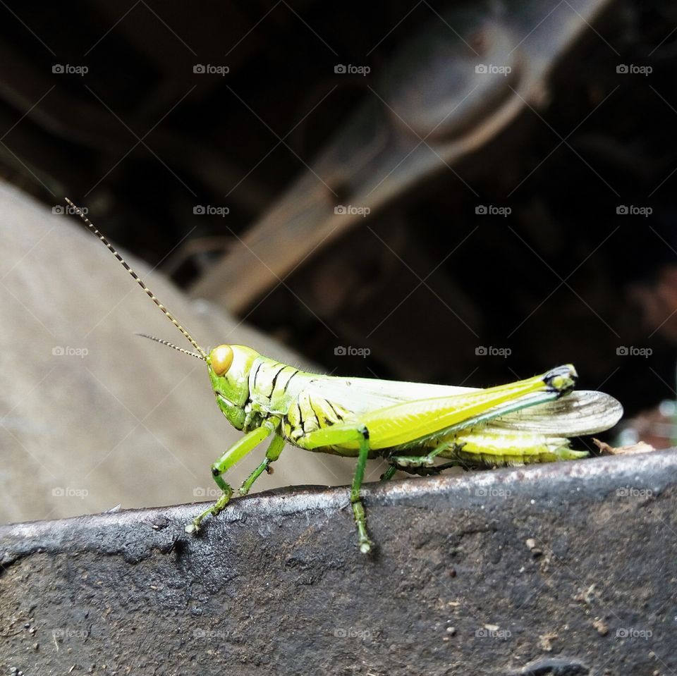 Beautiful bug