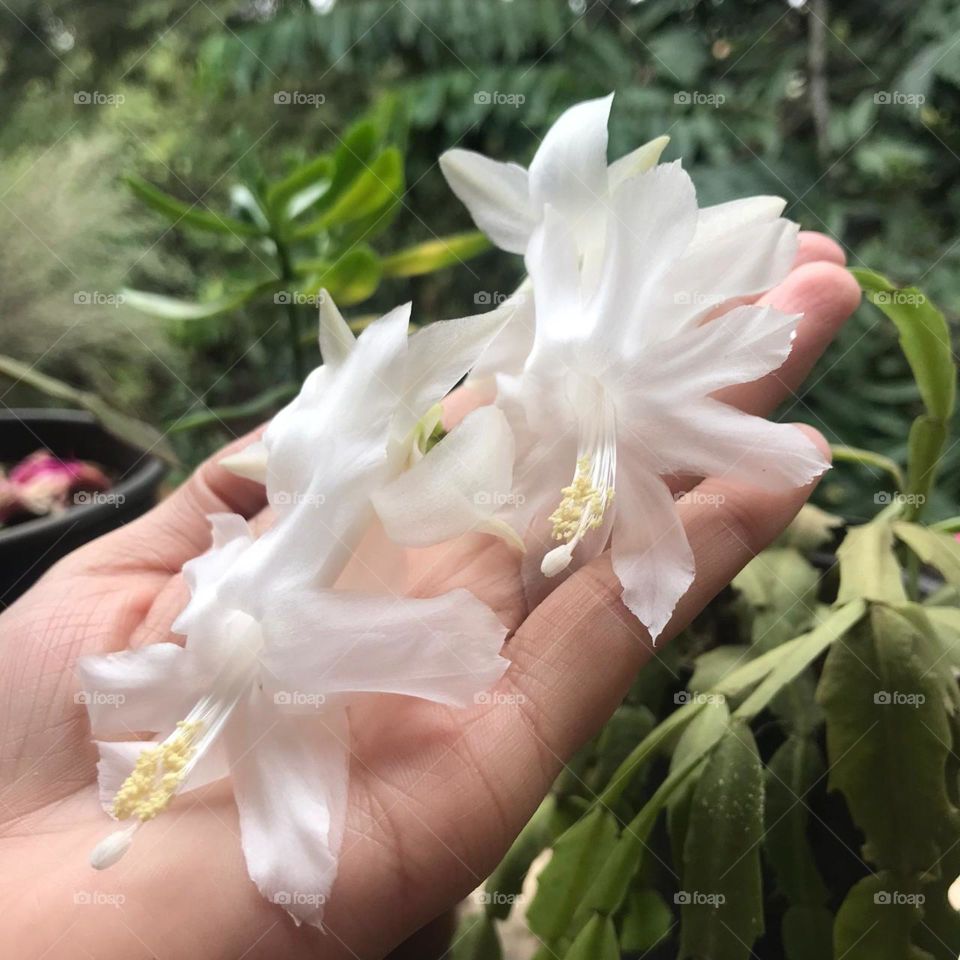 Totalmente branca tão linda e delicada a flor de seda é uma delicadeza só. Precisa de tanta beleza, delicadeza e charme em a única flor 🌿