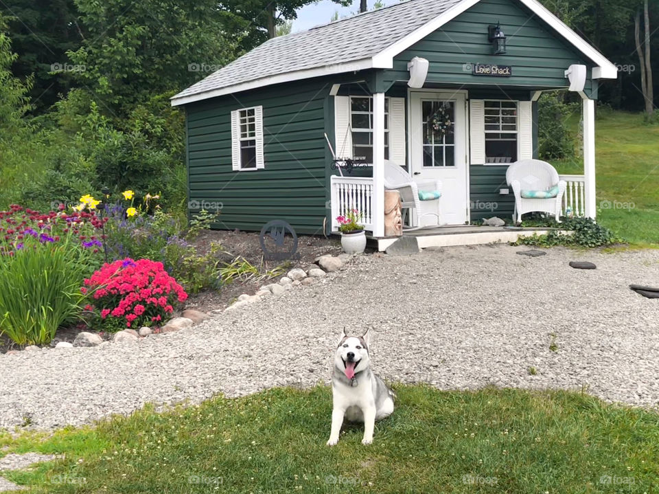 Purebred husky dog loving his life outdoors! This good boy loves to hang around the flower garden and then mosey on up to the cabin after a long day.
