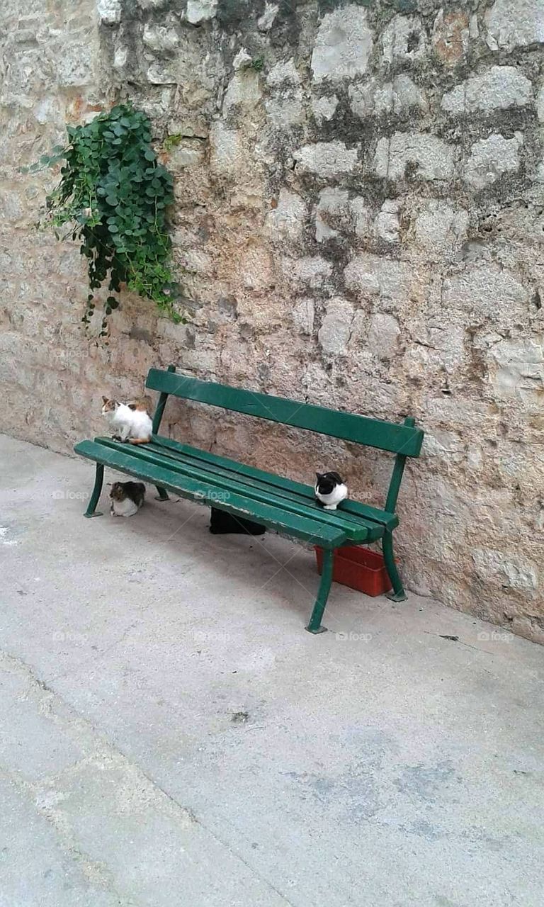Cats resting on bench.