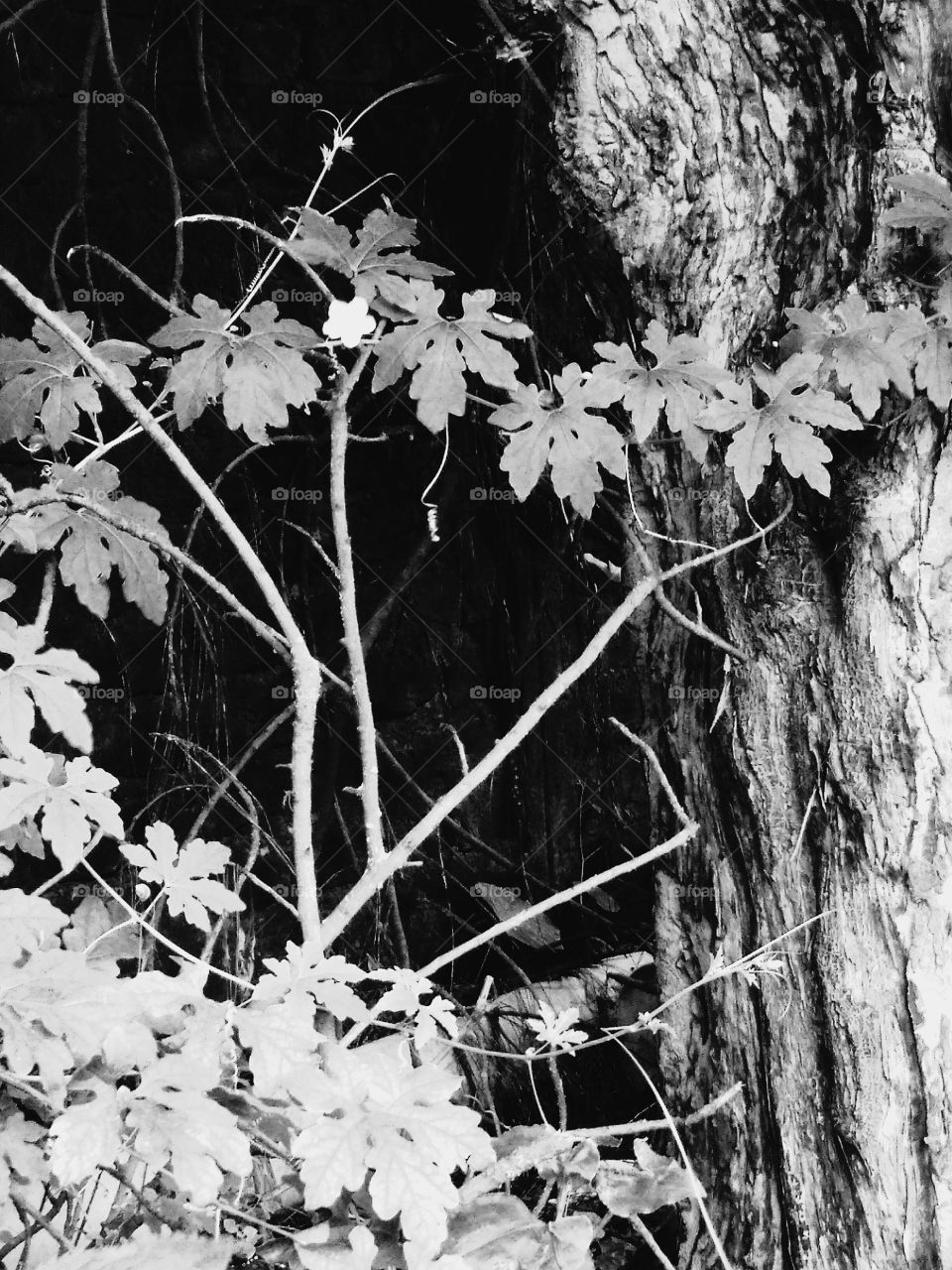 Nature's artistic beauty