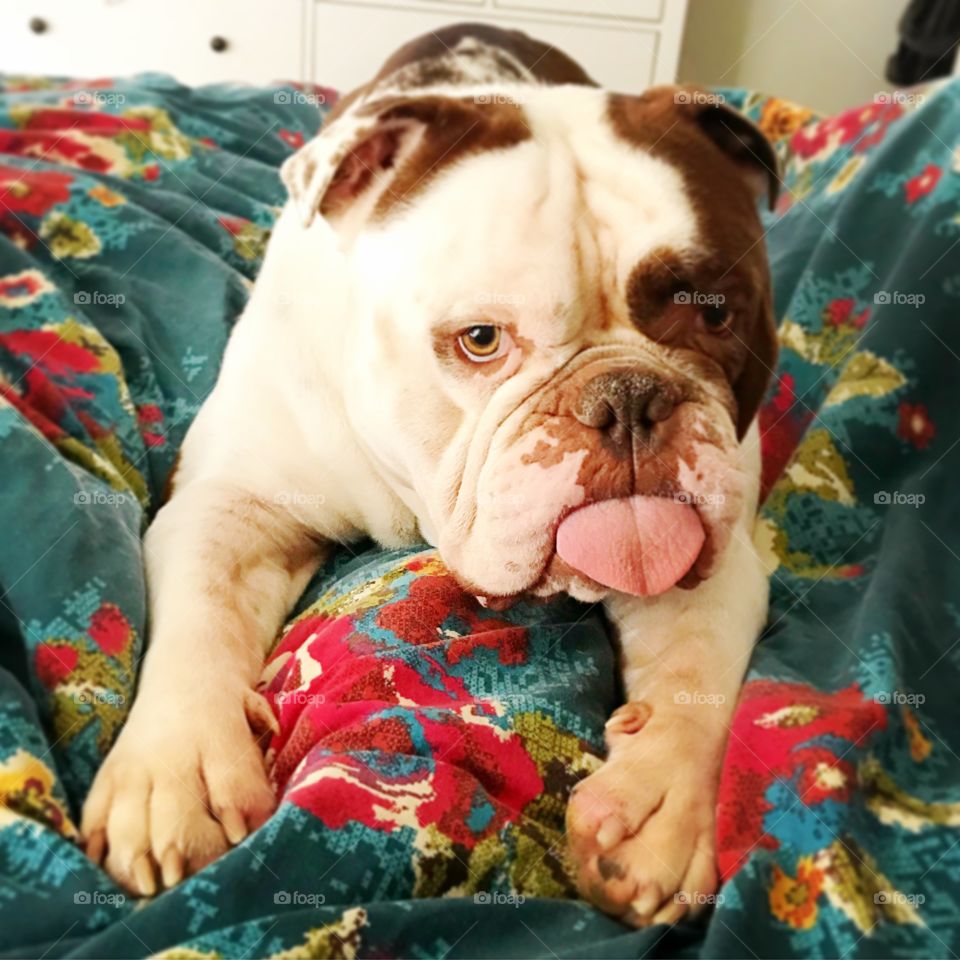 Bulldog on the bed 