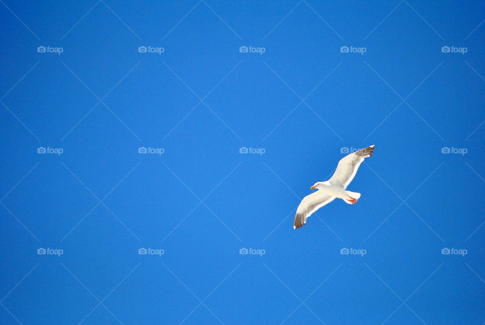 flying seagull on air
