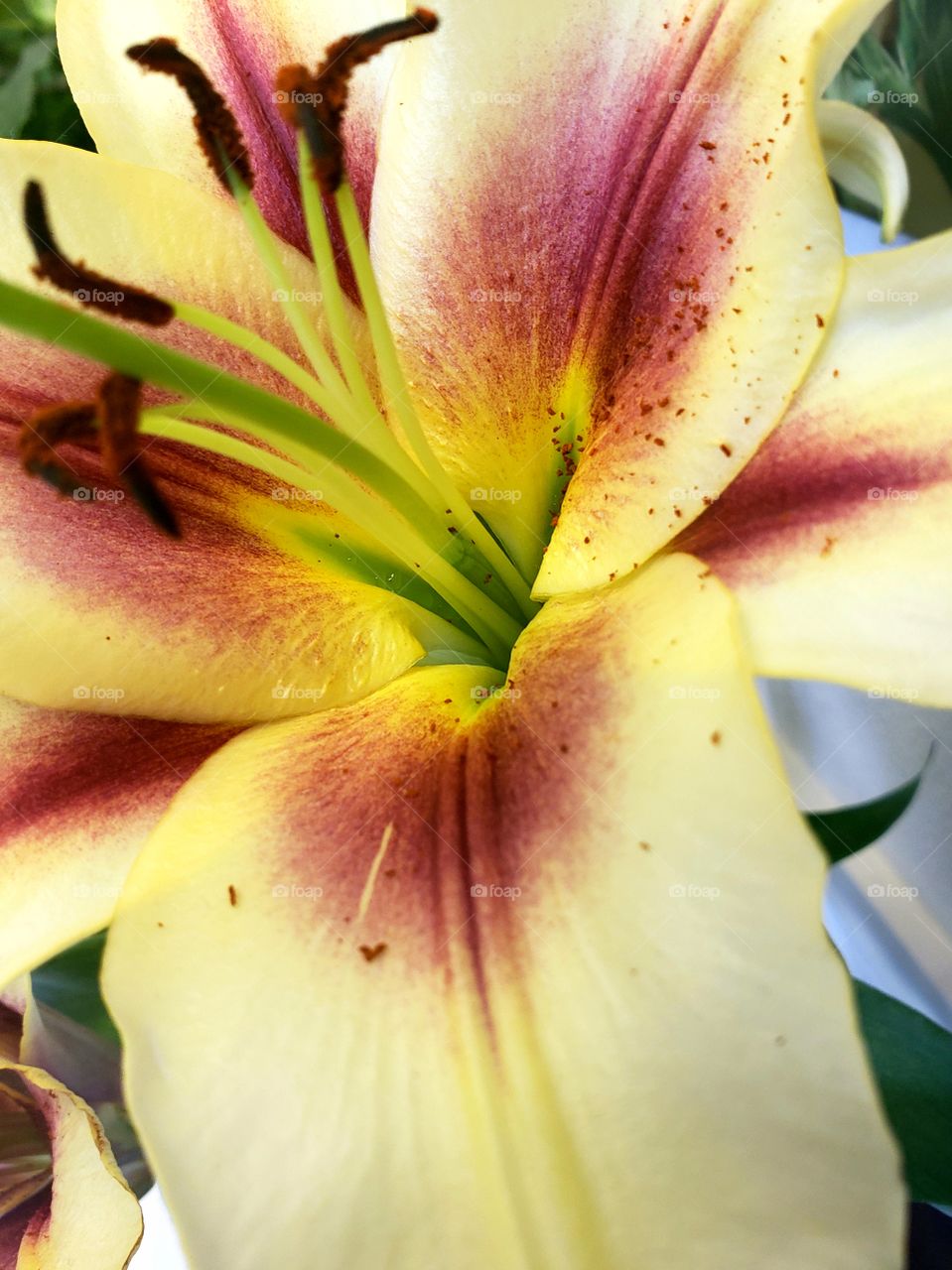 lily close up