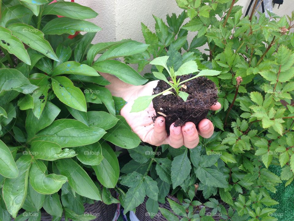 A new baby plant is arrived in my garden.
I am putting it in the vase