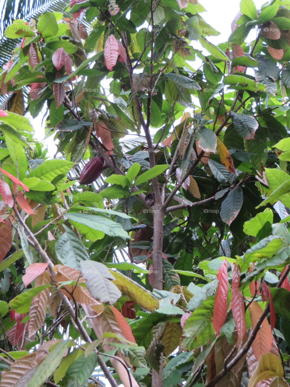 Cacao Tree