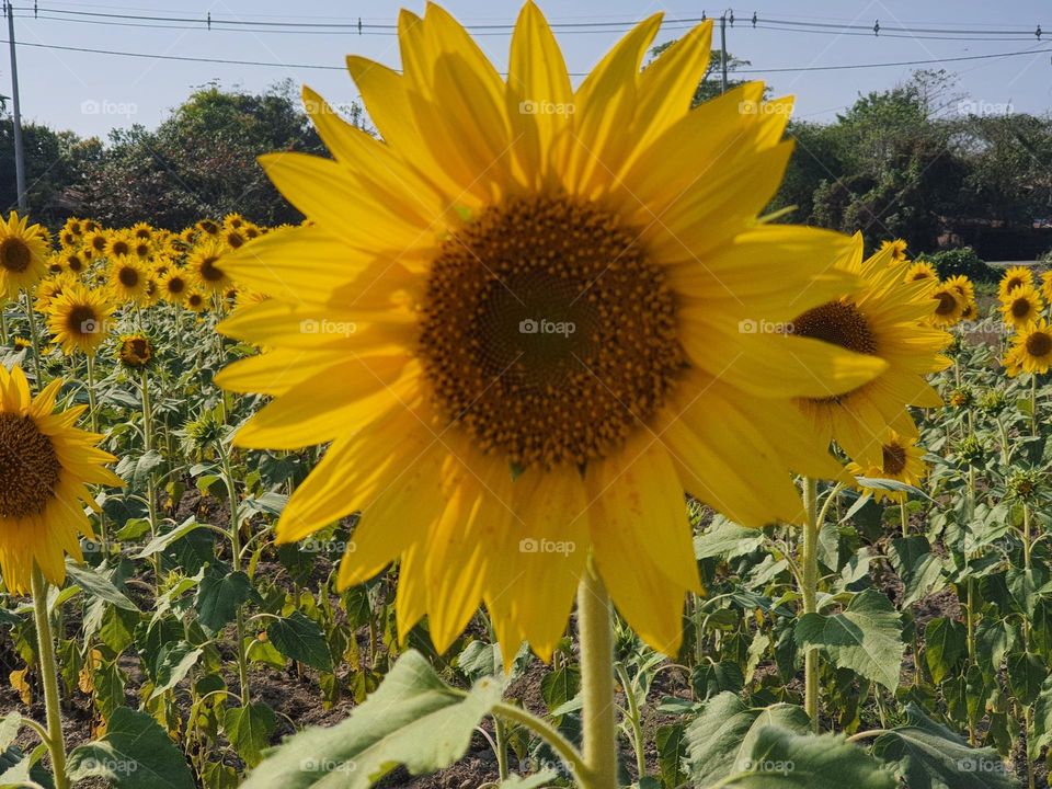 Sunflower planting