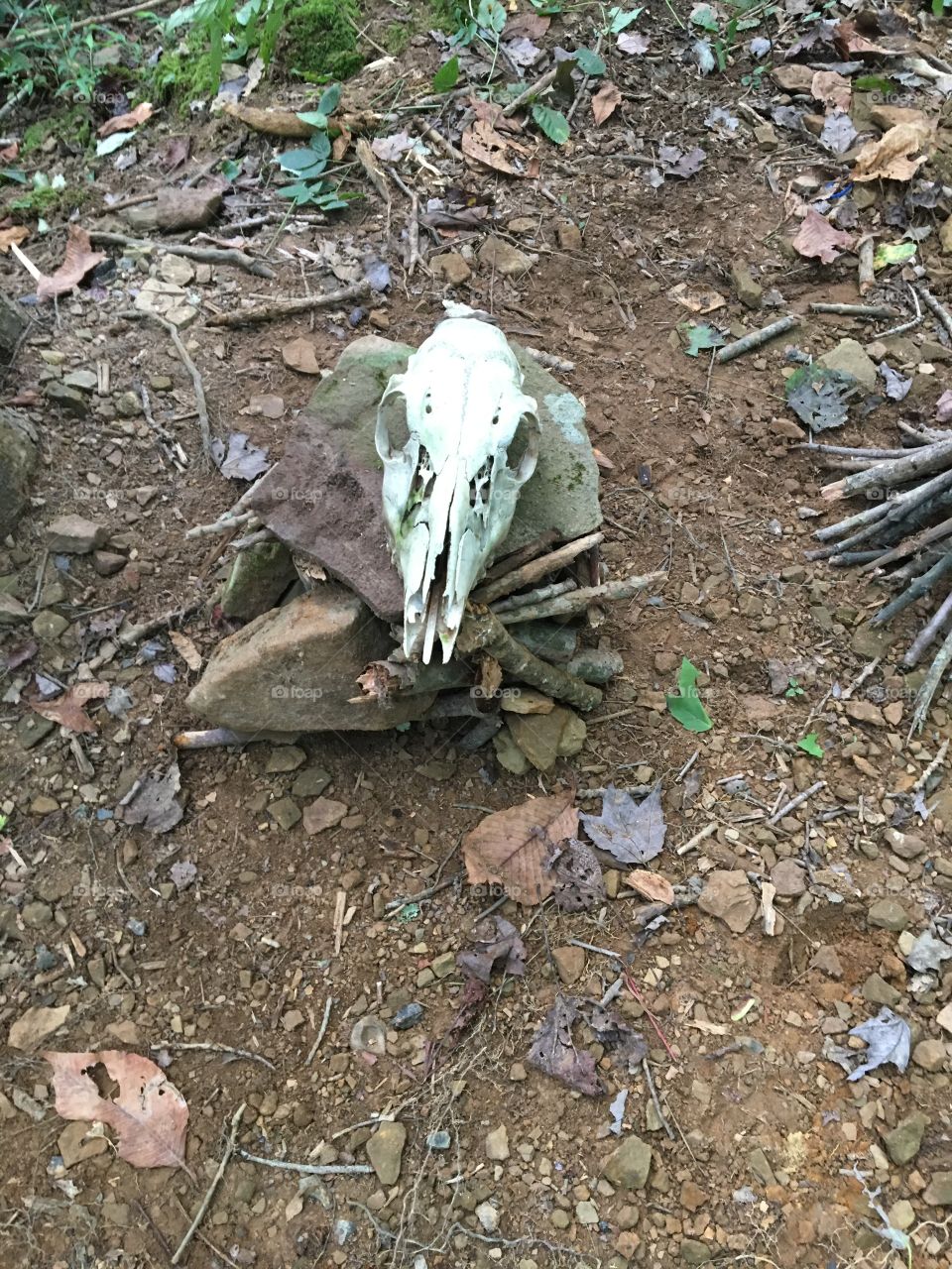 Deer skull