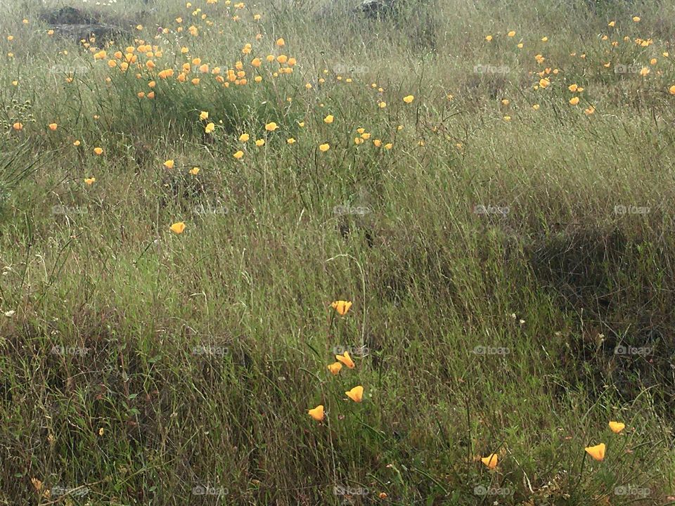 Fields of California poppies 