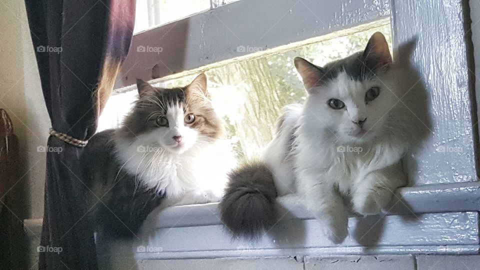 friends perched in the window