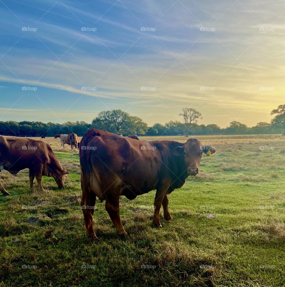 Spring vs summer. Spring. Heifers in the Texas morning sun. 