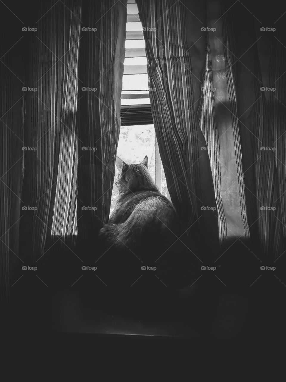 Living with pets.  Black and white: Tabby enjoying window view.