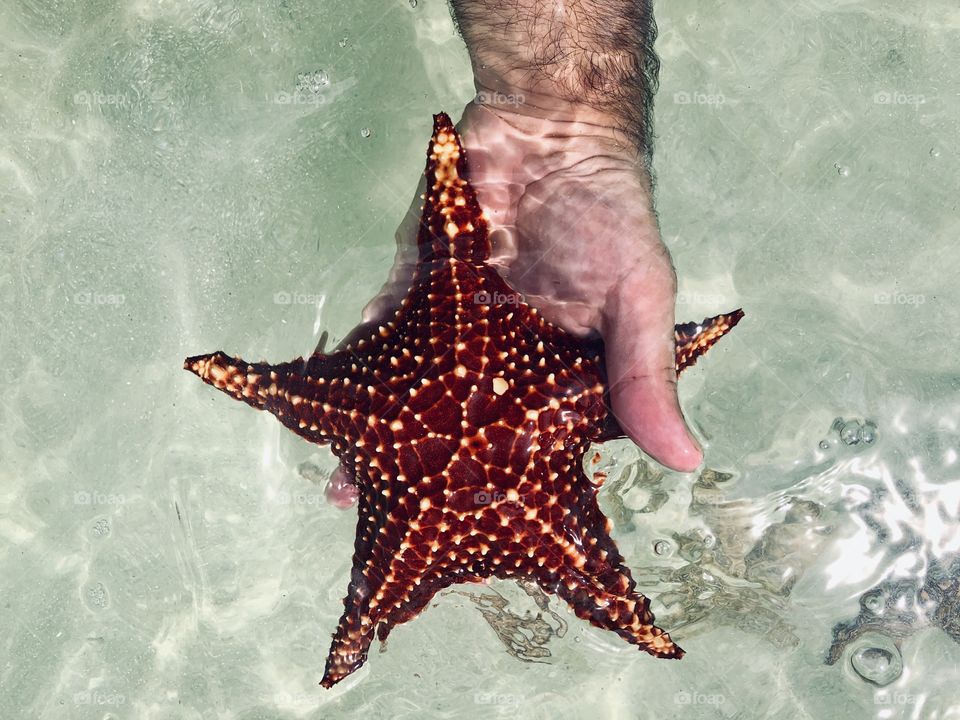 Star fish in man’s hand